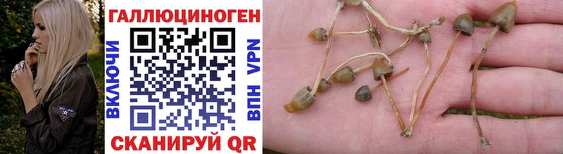 kraken ССЫЛКА  Тара  Псилоцибиновые грибы Psilocybe 